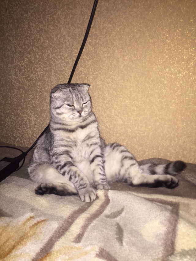 ГЛАГОЛящие коты