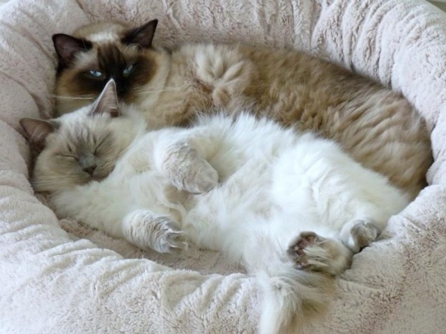 Коты из сети