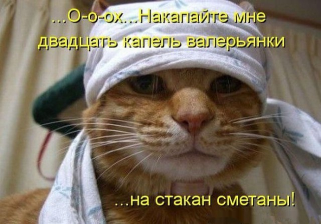 20 мест, в которых не должно было быть кота, но вот он