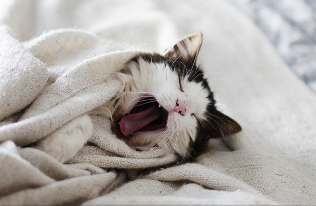 Коты и Кошки