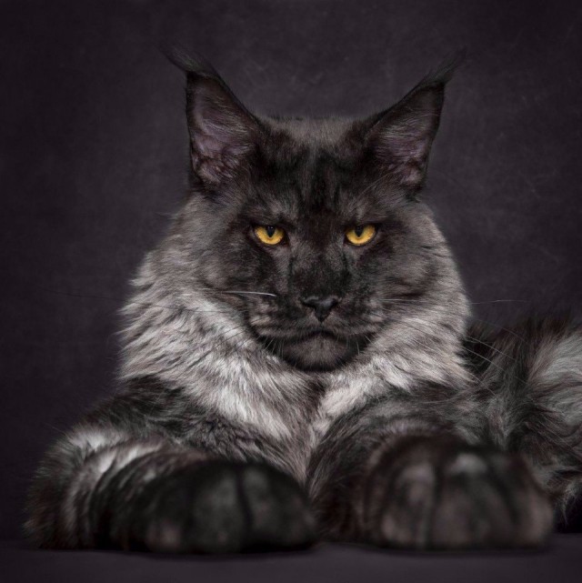 Коты и Кошки