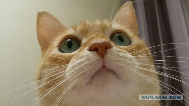 Котовторник 24.10.2017
