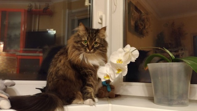 Котовторник  05.12.2017