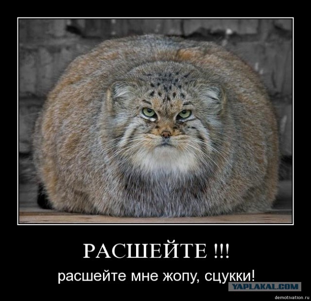 Доел с котом все салатики