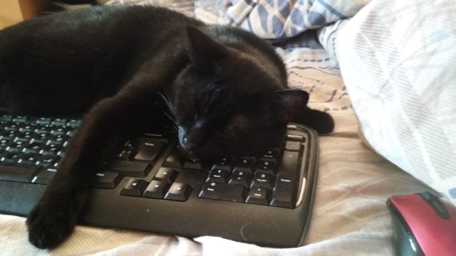 Котовторник 24.04.2018