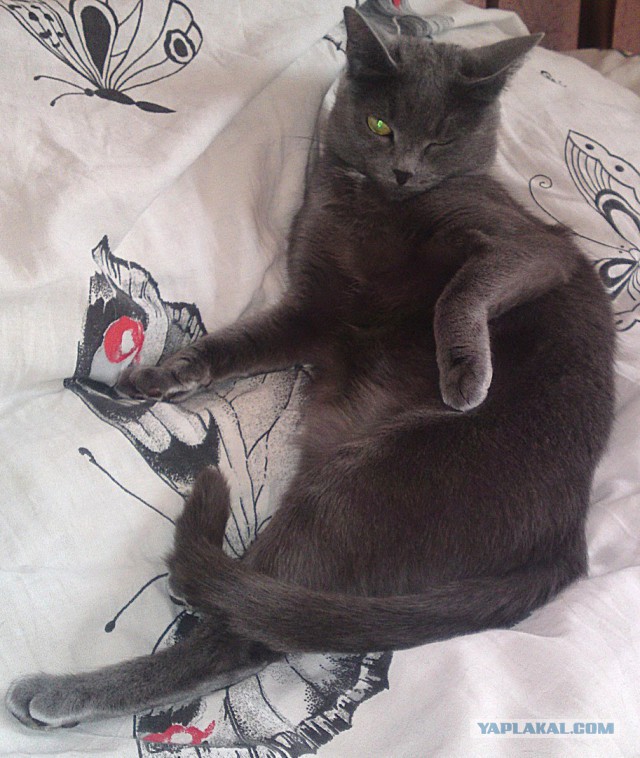 Котовторник 24.04.2018