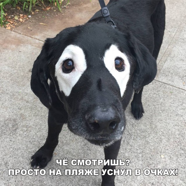 Живность из сети