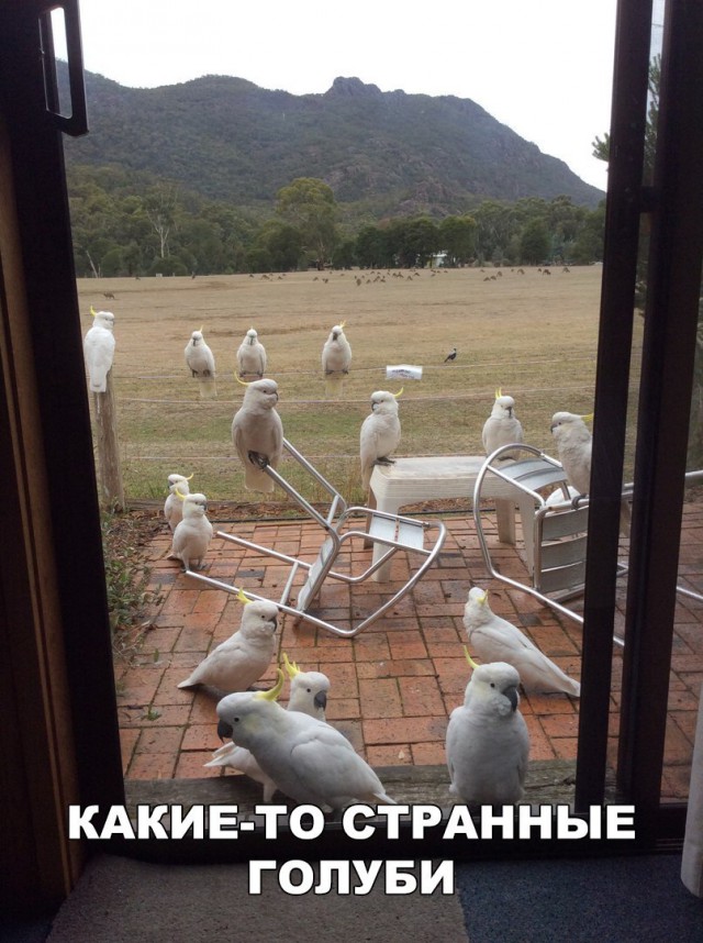 Живность из сети