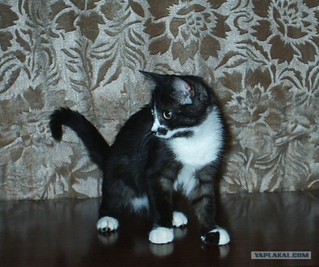 Котовторник на ЯПлакалъ