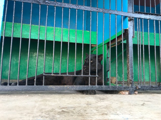 Странствующие живодёры