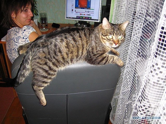 It's Catursday Fever! (Котовторник)