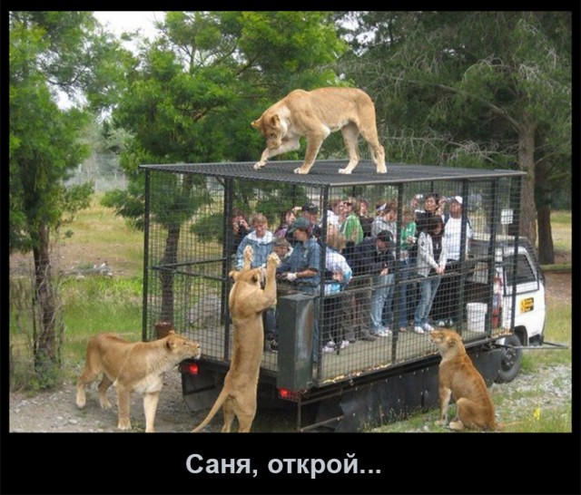 Нестандартный юмор