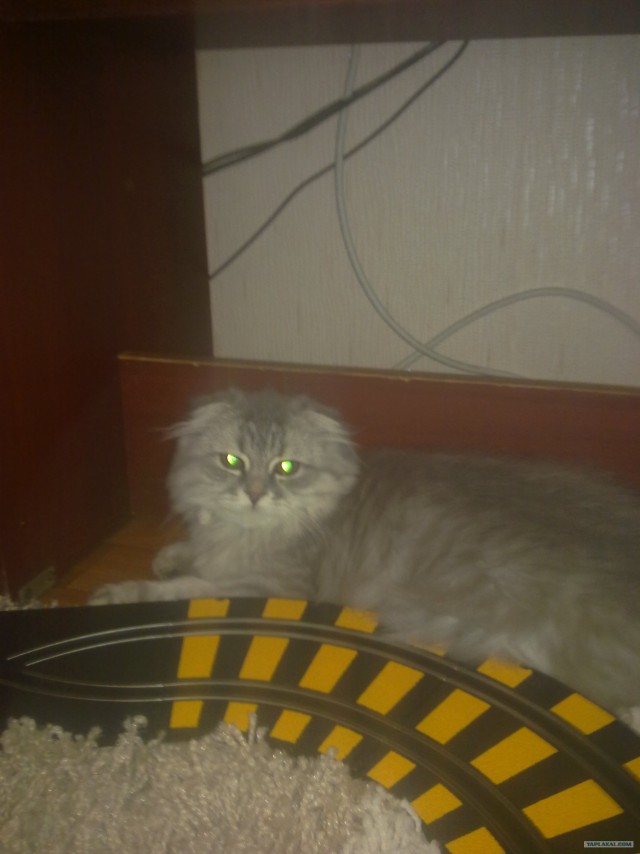 Котовторник  07.06.11