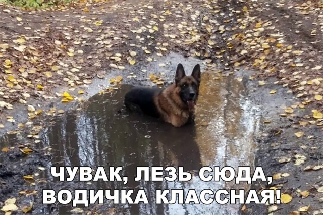 Нестандартный юмор