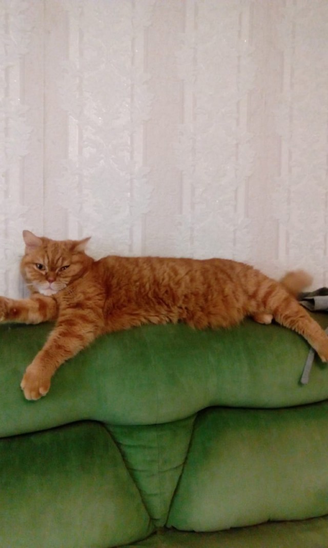 Котовторник (20.11.18)