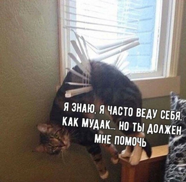 Странная кошачья логика, которую человеку никогда не постичь