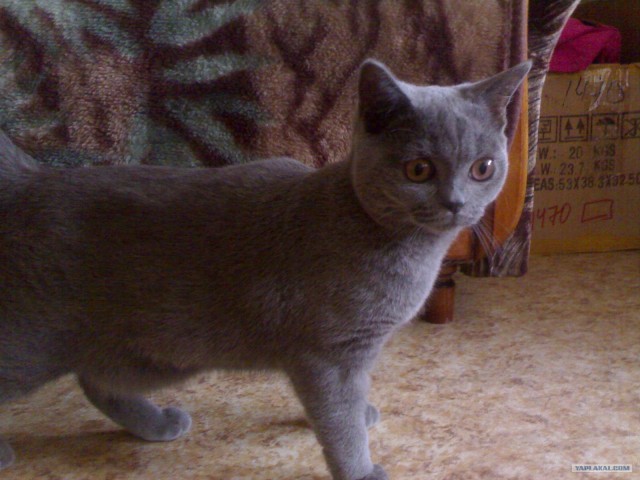 Котовторник  12. 06. 2012