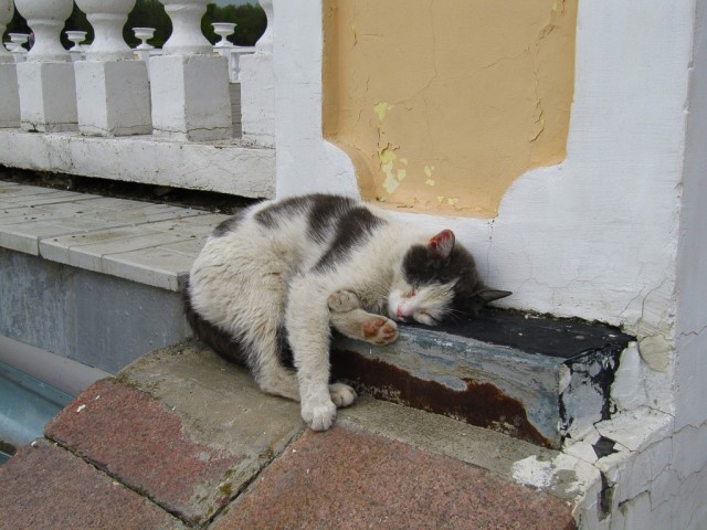 Котовторник 11.09.2012