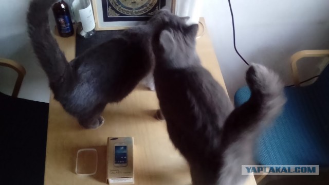 8 основных законов котиков