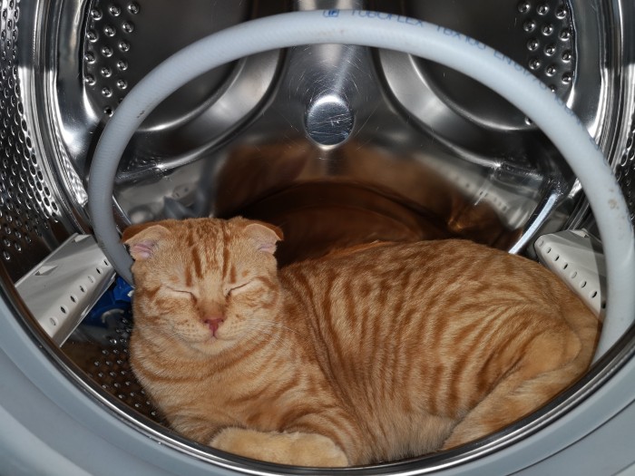 Коты и коробки созданы друг для друга
