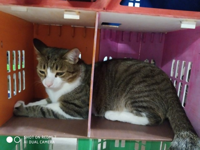 Котовторник 03.03.2020