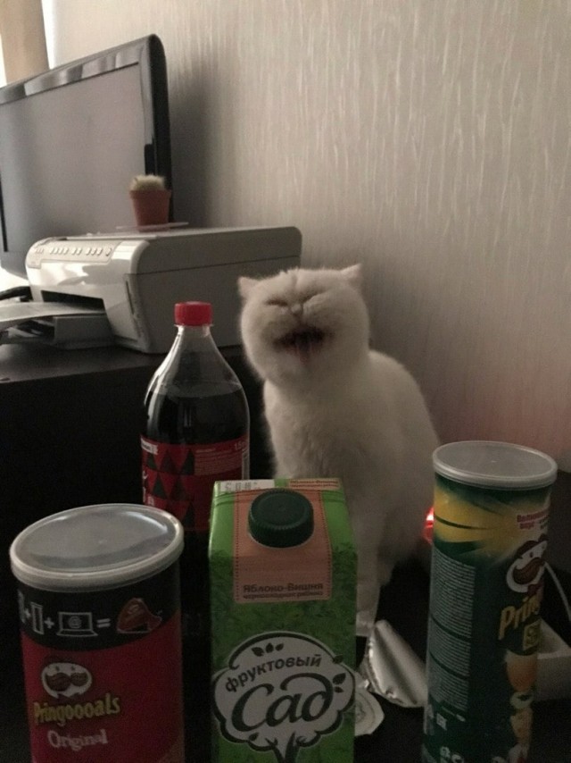 Эти забавные животные