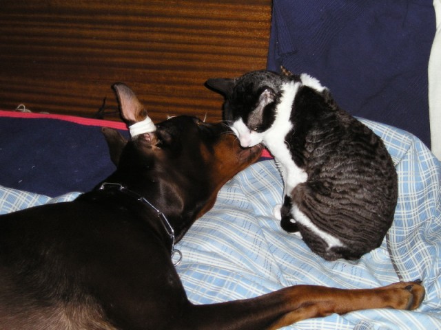 Шарик с друзьями