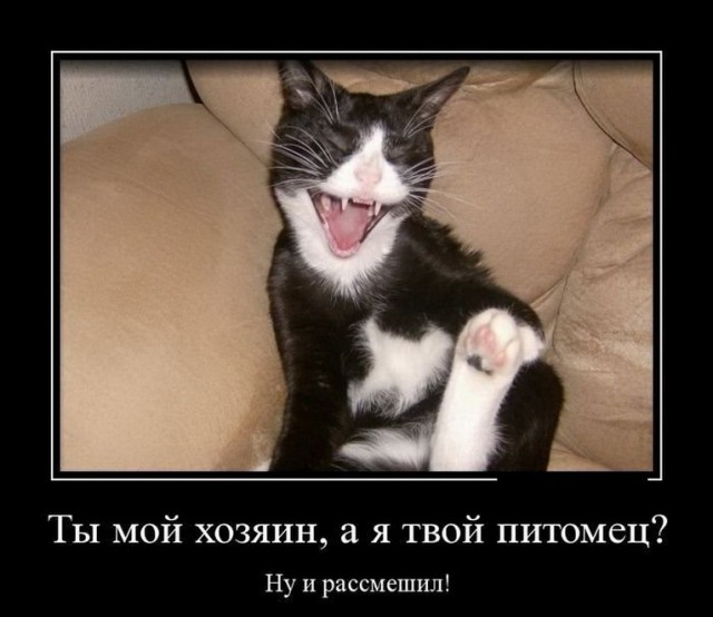 Злые котики - к последнему летнему котовторнику