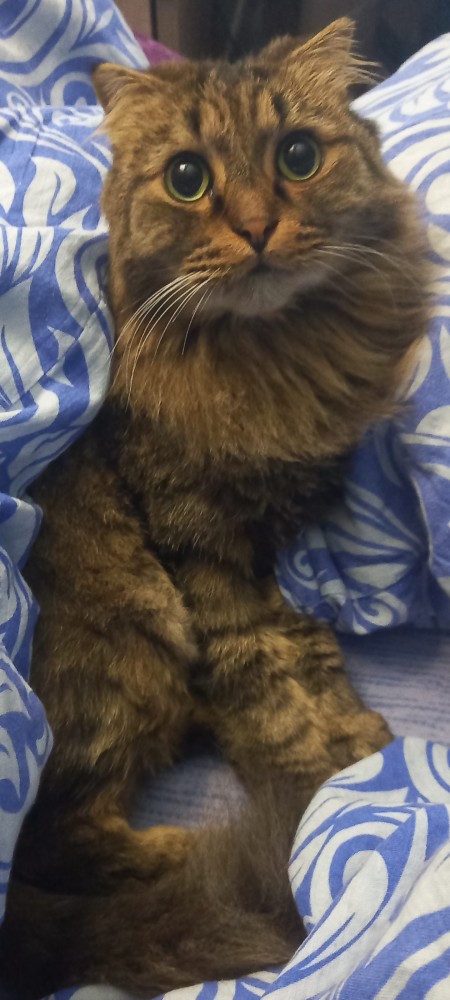 Котовторник 28.09.21