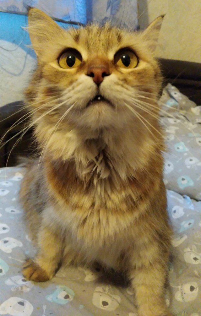 Я понимаю, что не котовторник.
