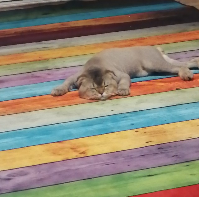 Котовторник.
