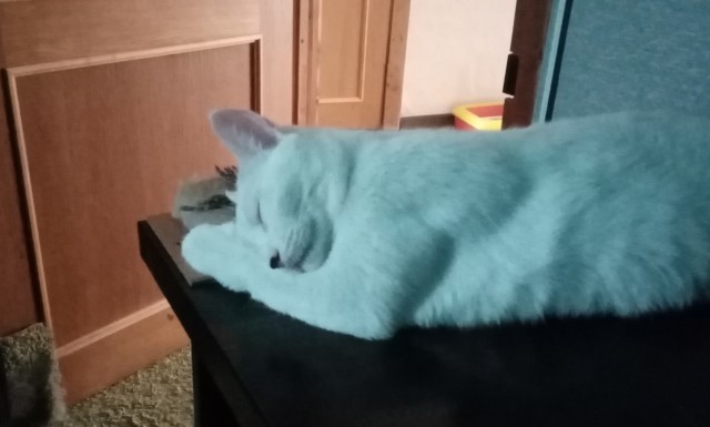 Лето и коты