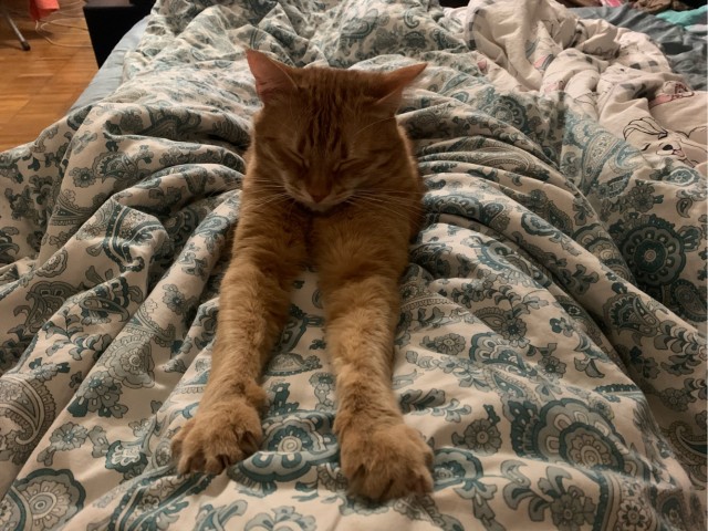 Котовторник 19.07.22