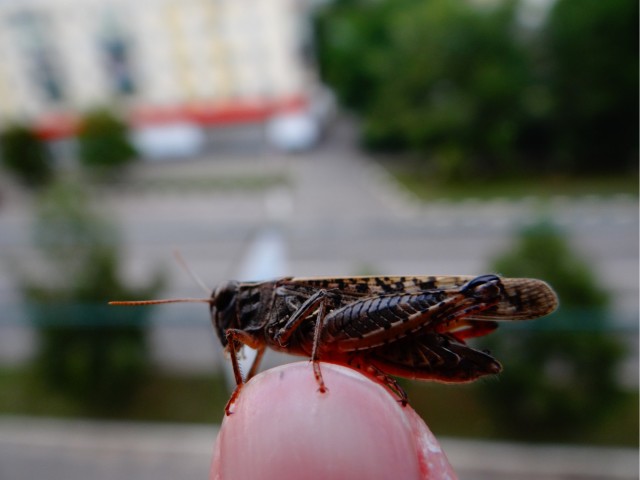 А у меня новый друг!