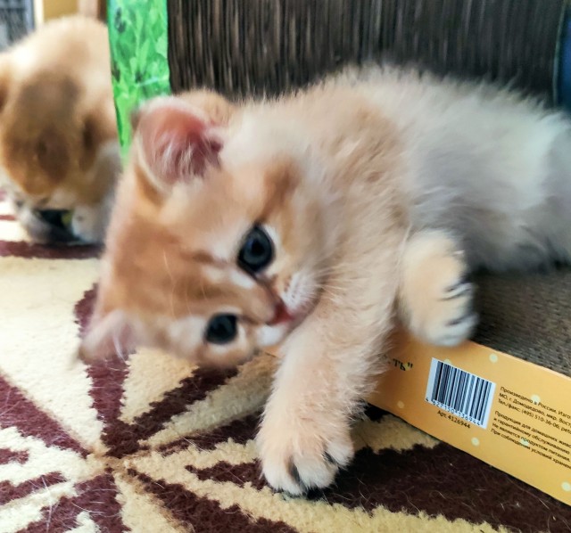 Шерстяной котовторник. Октябрь 2022