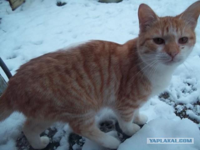 Жизнь домашнего приюта для котеек 430