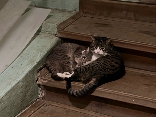 Коты-работяги
