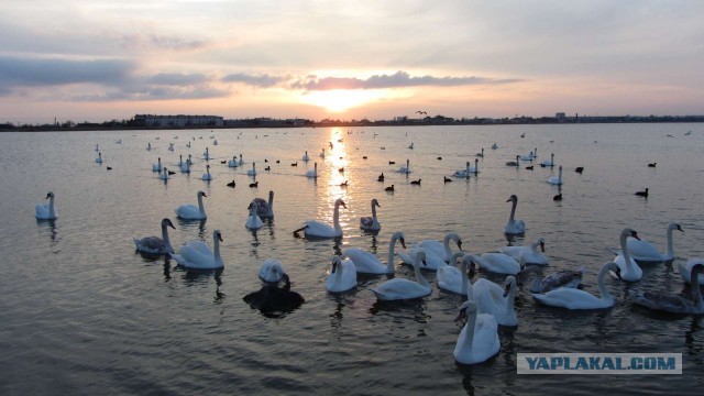 Крым в феврале или "Не стреляйте в белых лебедей!"