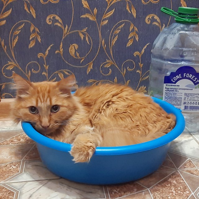 Дёмка вас желает видеть
