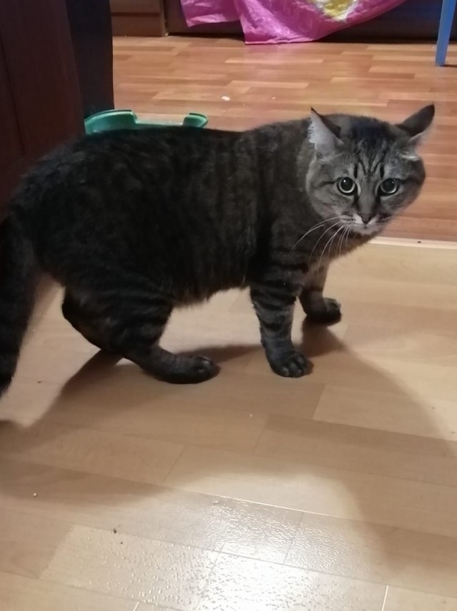 Новогодний кот