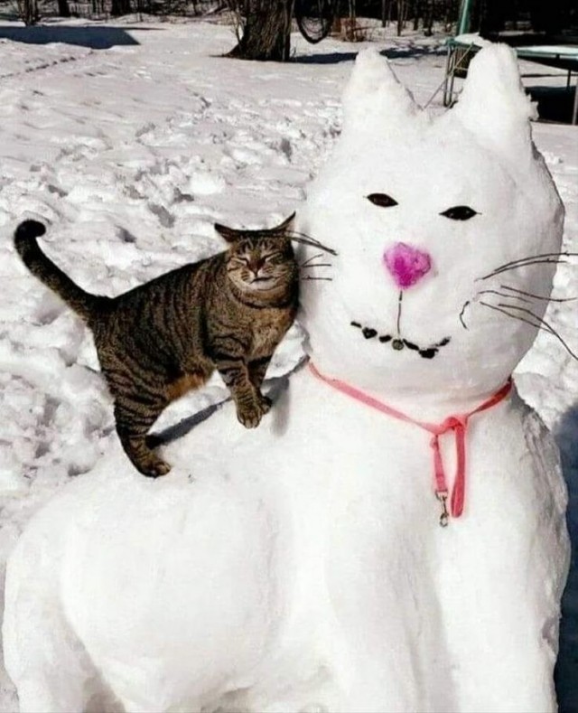 Котики из снега и котики на снегу