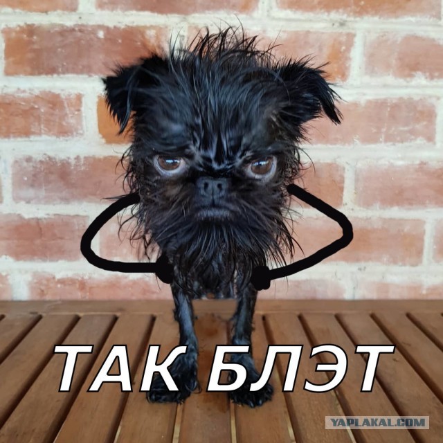 Собаки из истории в картинках