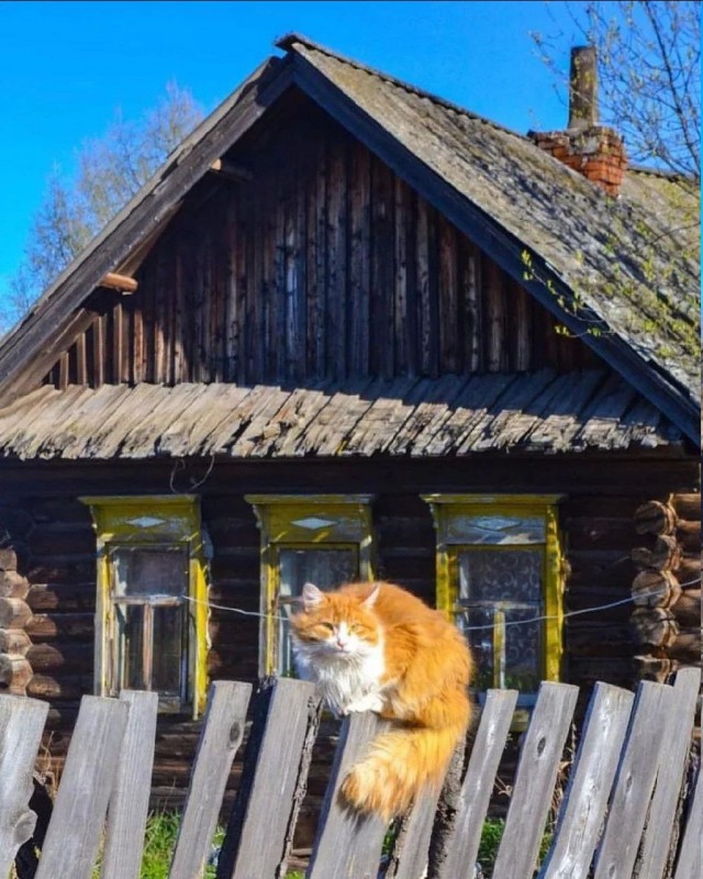 Коты деревенской породы