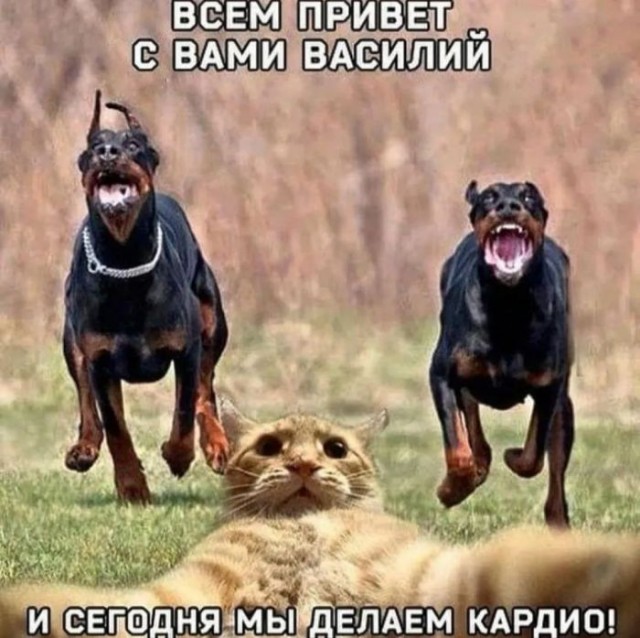 Веселые картинки на пятницу (15.11)