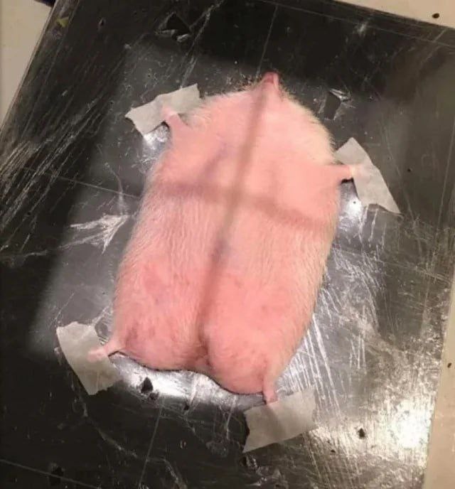 Ваша дневная доза милоты: животные, проходящие КТ-сканирование