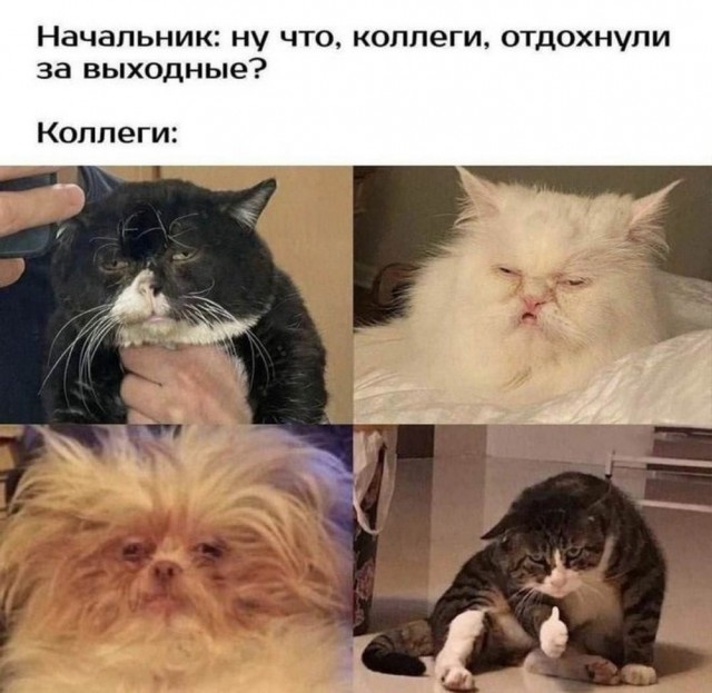 Веселые картинки в маленькую пятницу (28.05)