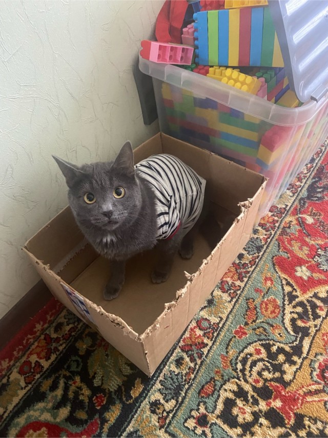 Жизнь кота