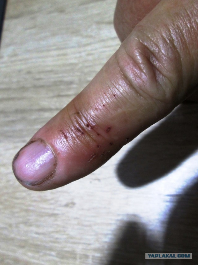 Щука- злодейка