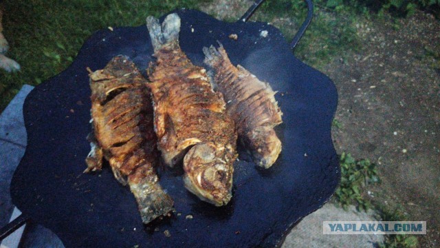 Поймал на донку Шереспера