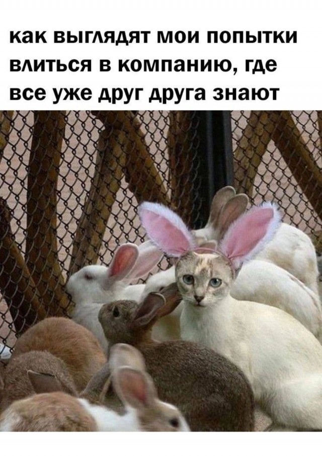 Картинки для деградации 44 (разной степени свежести)